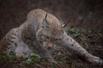 parco nazionale d'Abruzzo