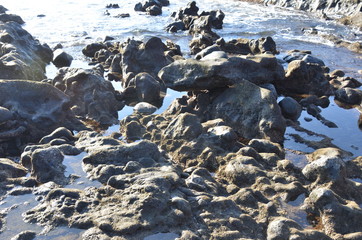 Canarie