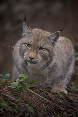 parco nazionale d'Abruzzo