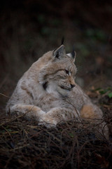 parco nazionale d'Abruzzo