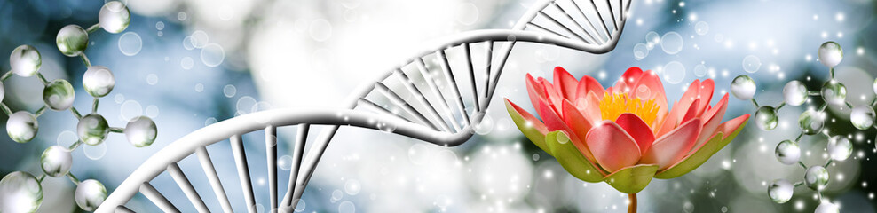 lotus flower on dna chain background
