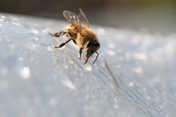 Honey bee, drinks water on white surface