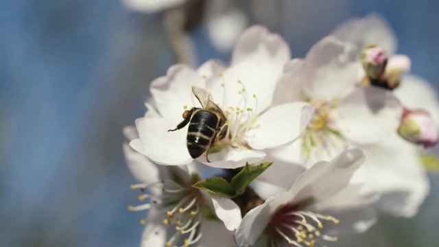 almendros en flor, abejas, slow motion