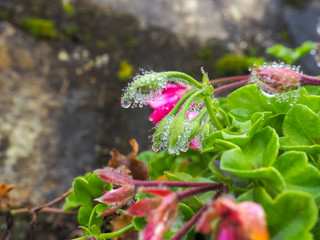 beautiful flower on green branch with water drops