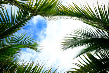 Fototapeta na wymiar Coconut trees and coconut leaves