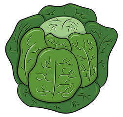 drawn cartoon white cabbage