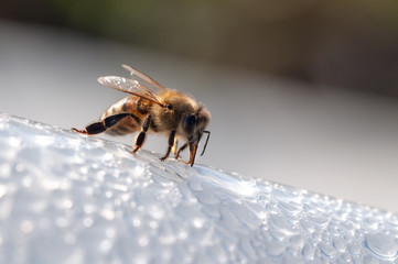 Honey bee, drinks water on white surface