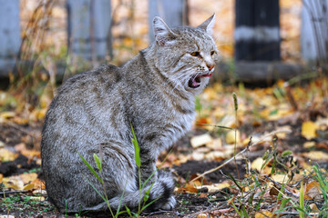 Obraz premium Portrait of a grey cat