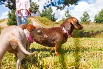 Little dogs playing outside