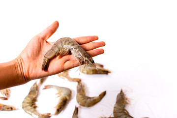 Hand holding raw shrimp isolated