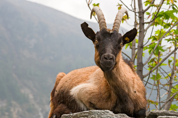 A goat rests lying on the ruins of a mountain hut