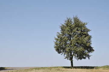 Einsamer Baum