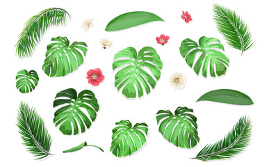 Set of tropical leaves of monstera and palm tree. Vector exotic plants for design invitation card or advertising vacation offer.