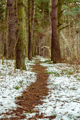 forest path