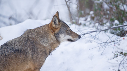 parco nazionale d'Abruzzo