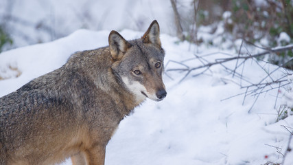 parco nazionale d'Abruzzo