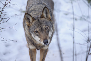 parco nazionale d'Abruzzo