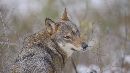 parco nazionale d'Abruzzo