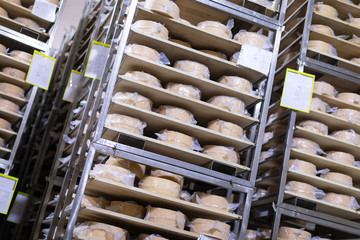 Shelves with cheese at cheese industry