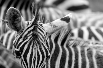 Cebras rayas pelaje cáos sabana pelo blanco y negro