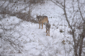 Naklejka premium parco nazionale d'Abruzzo