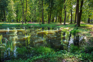 Pond in the park in summer