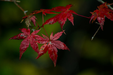 秋・雨に濡れる紅葉