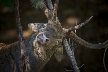 parco nazionale d'Abruzzo