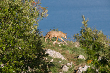 parco nazionale d'Abruzzo