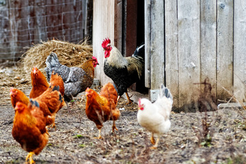 hühnerstall