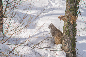 Obraz premium parco nazionale d'Abruzzo