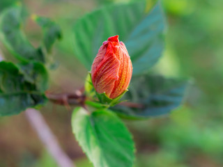 Orange hibiscus flowers bud blooming beautifully natural.