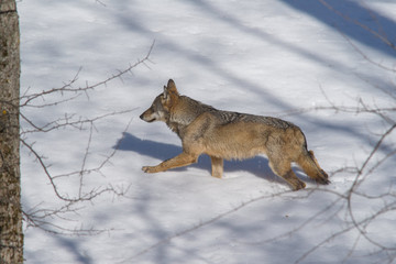 Obraz premium parco nazionale d'Abruzzo