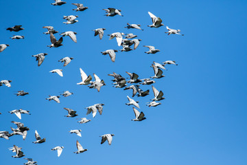 flock of speed racing pigeon bird flying against clear blue sky