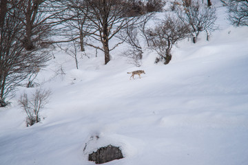 parco nazionale d'Abruzzo