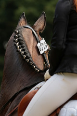 .Dressage horse under the rider in the.tournament from behind over the neck line photographed with...