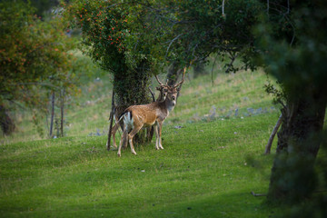 parco nazionale d'Abruzzo
