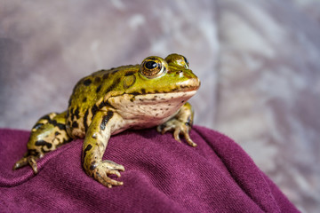 Teichfrosch