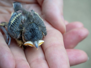 Chick bird in the hand