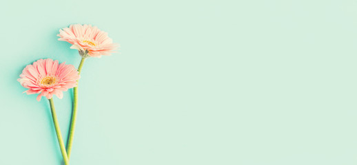 Naklejka premium Spring tender flowers on blue