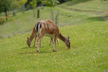 parco nazionale d'Abruzzo