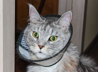 Gray cat in the Elizabethan collar around his neck.