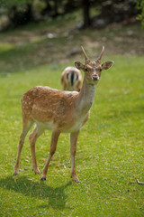 parco nazionale d'Abruzzo