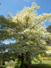 Cornus controversa variegata - Cime étalée du cornouiller des pagodes panaché  Un magnifique arbuste ornemental de parcs au feuilles vertes marginées de blanc crème