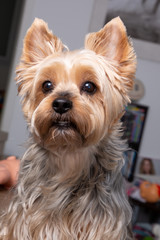 home portrait of small dog Yorkshire terrier interior