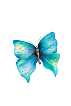 Watercolor hand drawn blue butterfly