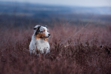 Fototapeta na wymiar dog in a flowering Heather on the field. Australian shepherd in nature. holiday photos of your pet outside