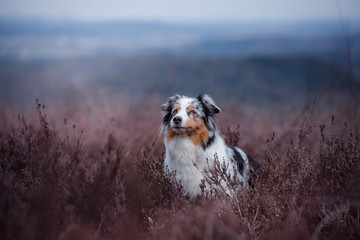 dog in a flowering Heather on the field. Australian shepherd in nature. holiday photos of your pet...