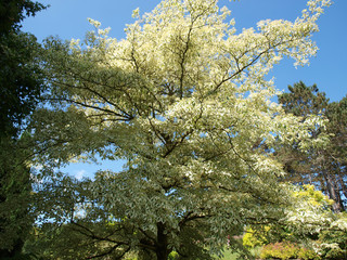 Cornus controversa variegata - Cornouiller des pagodes panaché  Un magnifique arbuste ornemental...