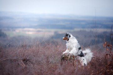 dog in a flowering Heather on the field. Australian shepherd in nature. holiday photos of your pet outside